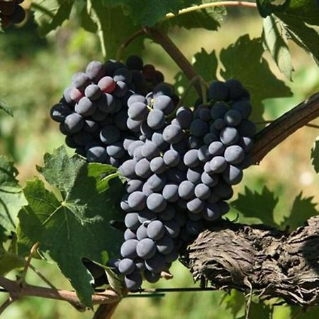 Agriturismo Fattoria Il Piano - Appartamento Focolare - San Gimignano Zewnętrze zdjęcie