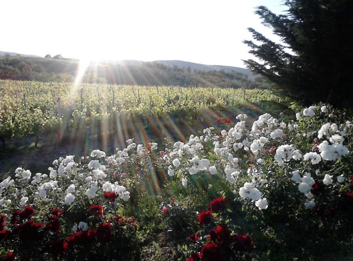 Agriturismo Fattoria Il Piano - Appartamento Focolare - San Gimignano Zewnętrze zdjęcie